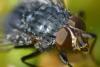 Calliphora vicina